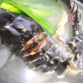 鲶鱼的做法大全,多样烹饪方法，尽享鲜美滋味